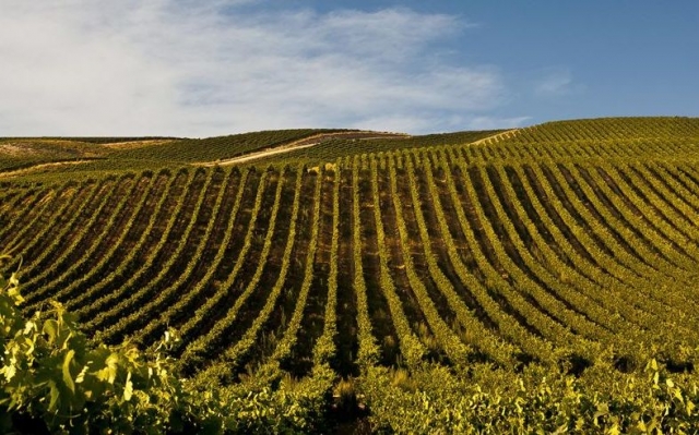  großer Weinberg mit grünen Blättern 
